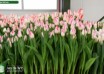 Tulipa Sinfonie ® (2)